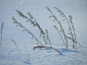 plants in the winter in geauga